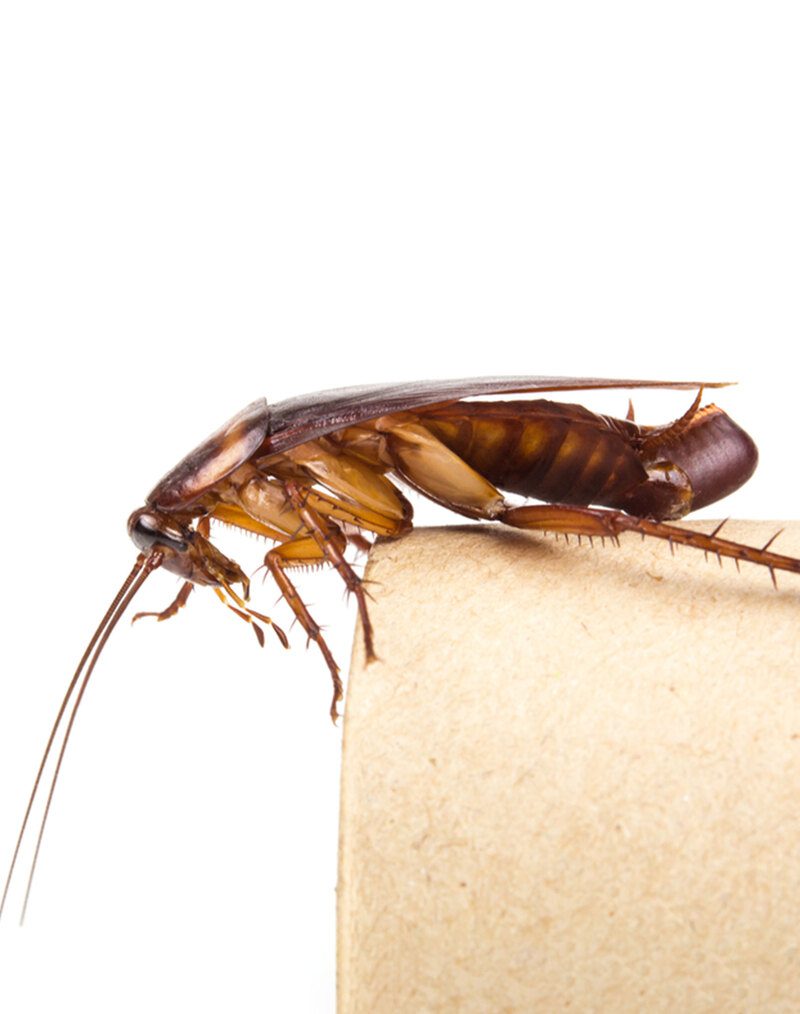 كيف اتخلص من بيض الصراصير