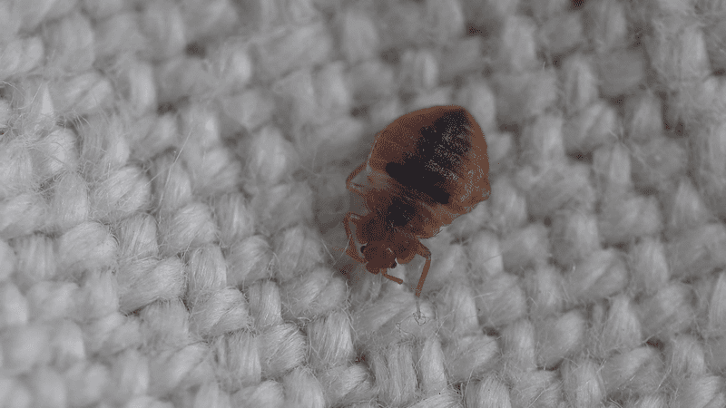 كيف اتخلص من حشرات الفراش