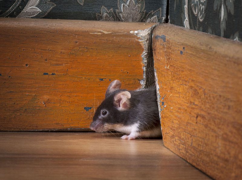 كيف تدخل الفئران إلى المنازل