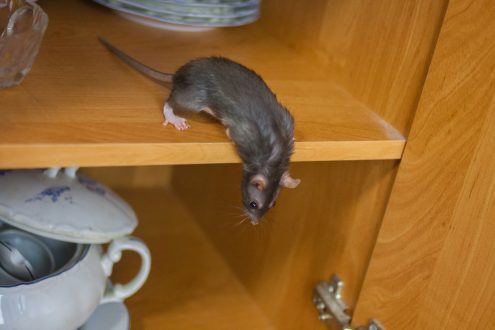 كيفية تنظيف المنزل بعد الإصابة بالفئران