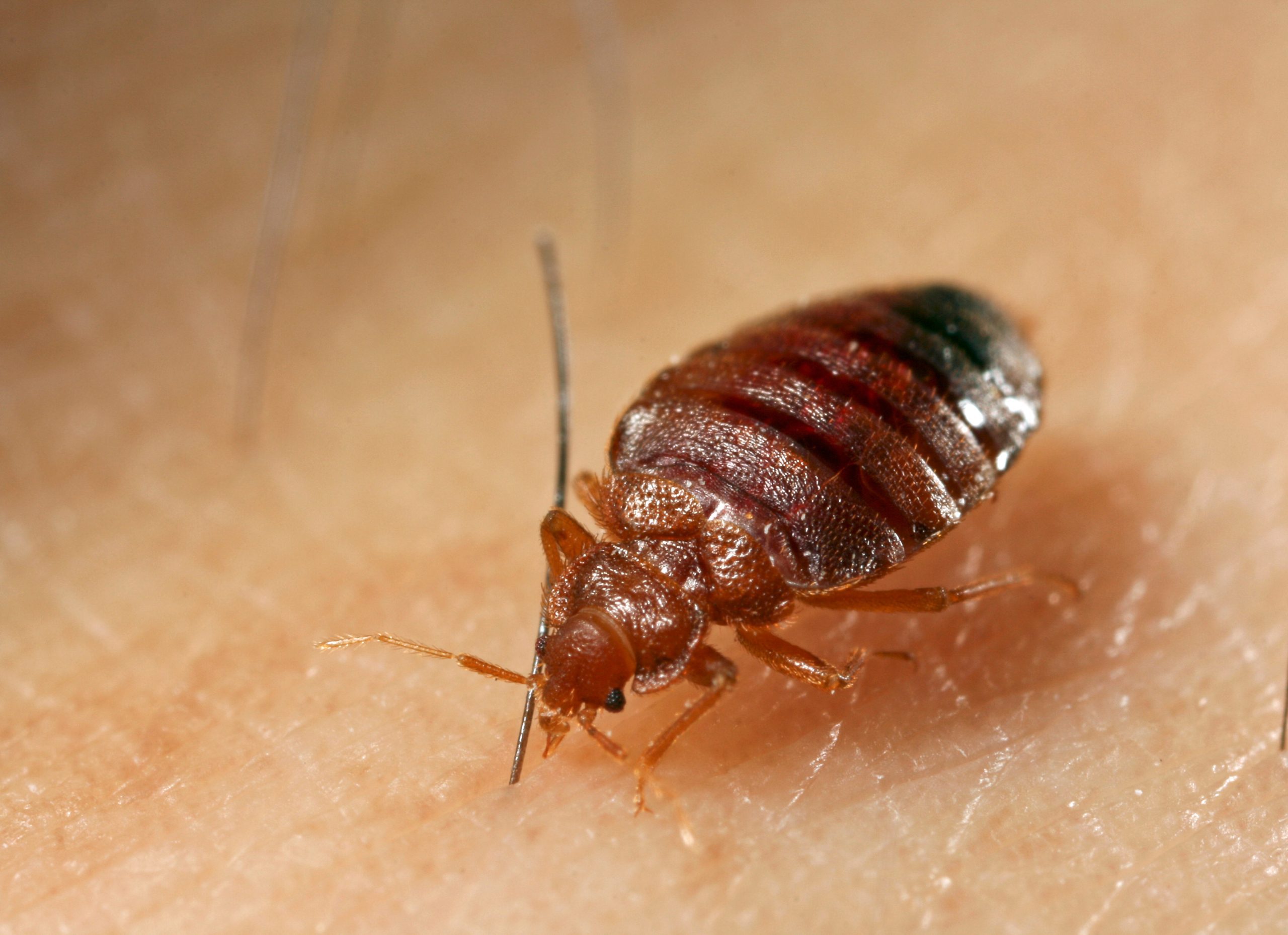 كيفية محاربة البق في الكتب والحقائب