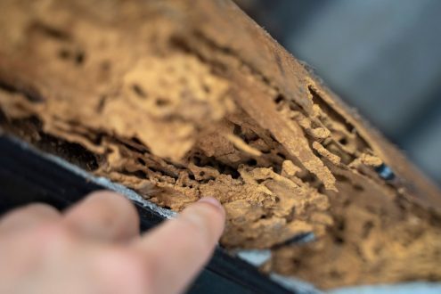 لماذا يتغذى النمل الأبيض على الخشب؟