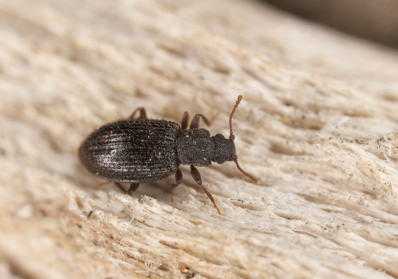 ما هي حشرة السوس السوداء 