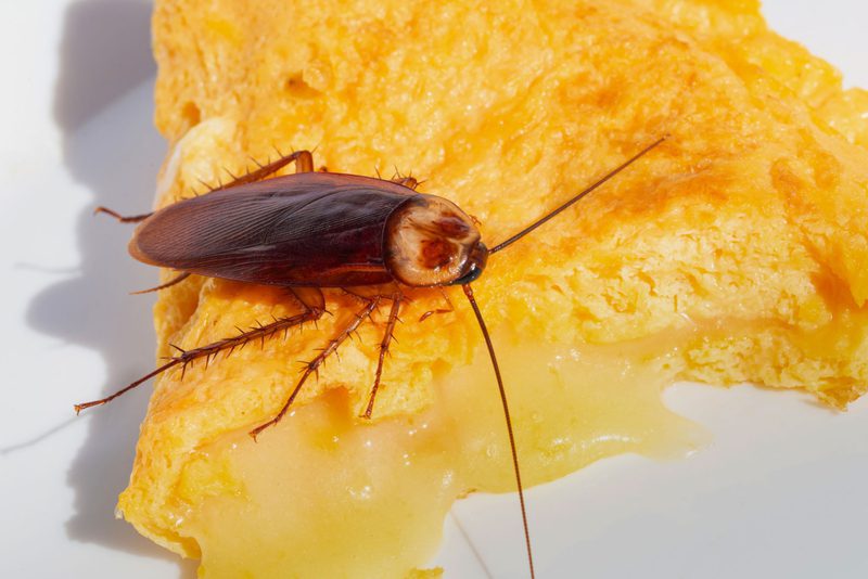 ماذا يأكل الصرصور