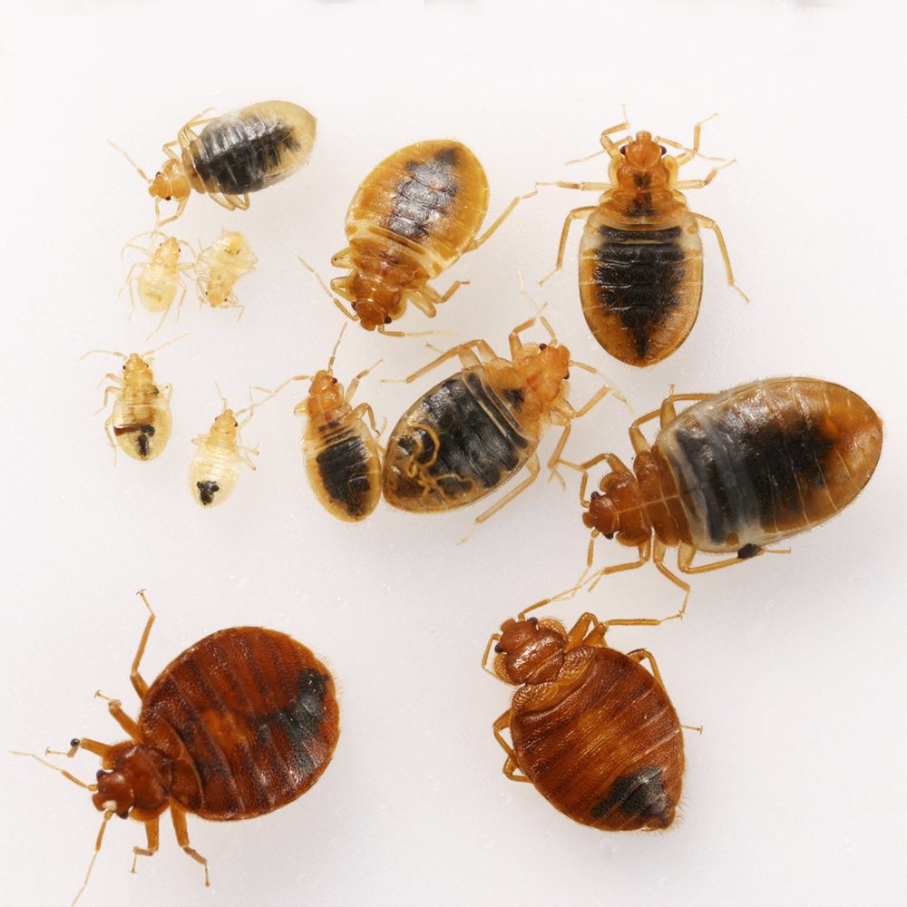 مراحل نمو بق الفراش