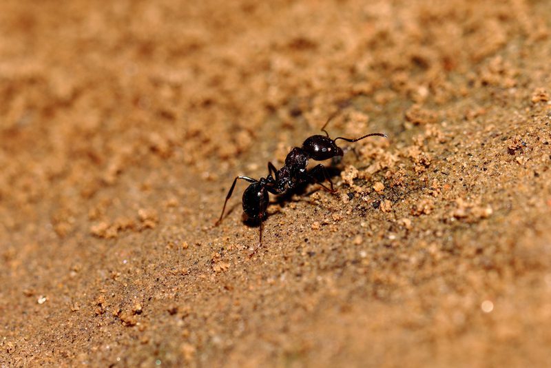 معلومات عن النمل