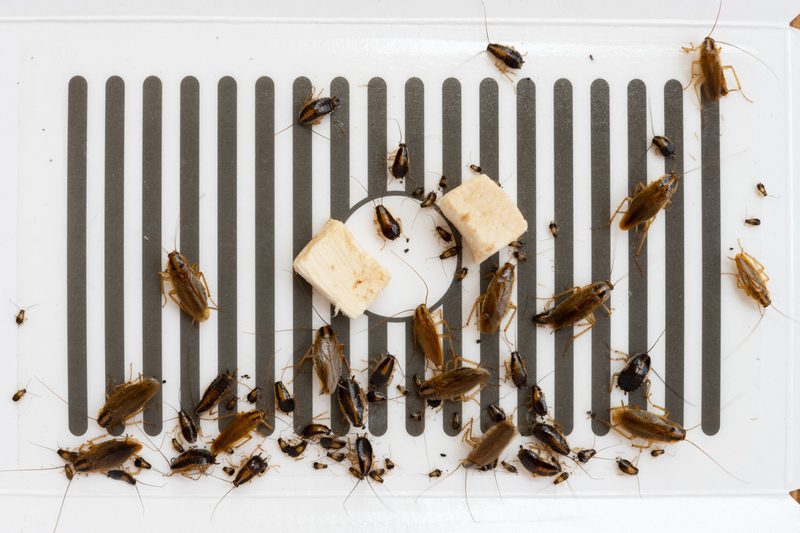 مكافحة الصراصير الصغيرة