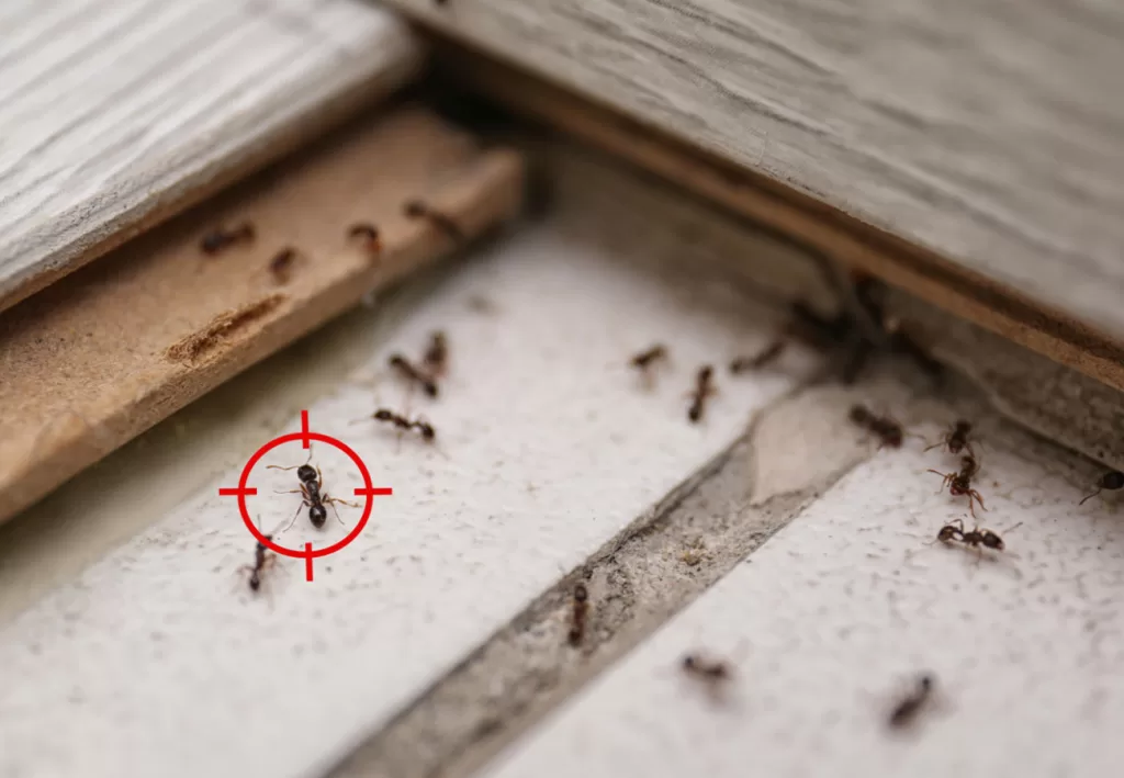 شركة مكافحة النمل بجدة