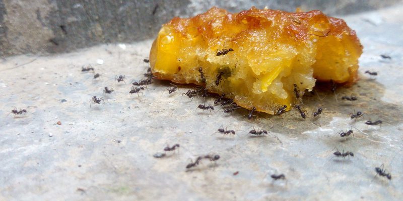 هل يشم النمل