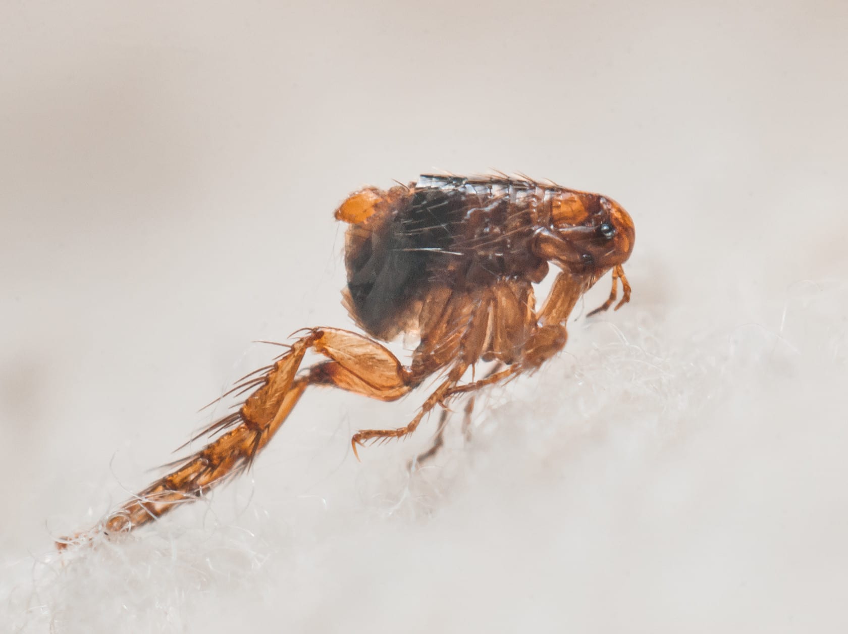 وصفة طبيعية للتخلص من البراغيث