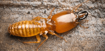 النمل الأبيض الرطب