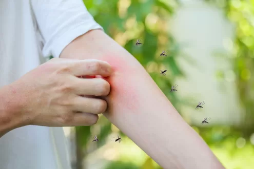 أهم 5 حقائق تحتاج إلى معرفتها عن البعوض