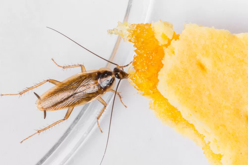 الفرق بين الصراصير الألمانية والصراصير الأمريكية