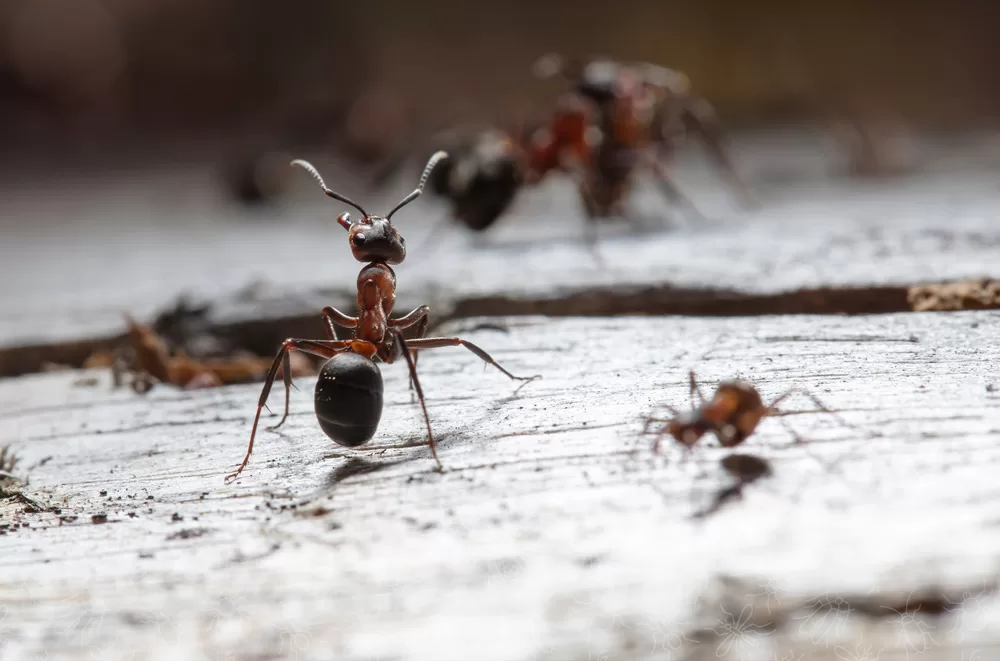 4 أنواع من الحشرات تنتشر في فصل الشتاء
