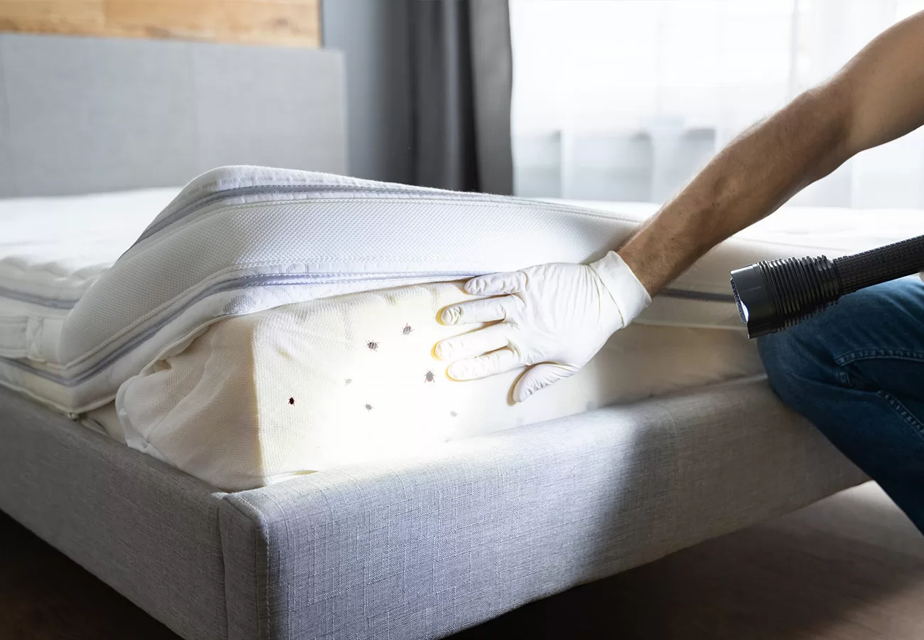 علاج البق في المراتب