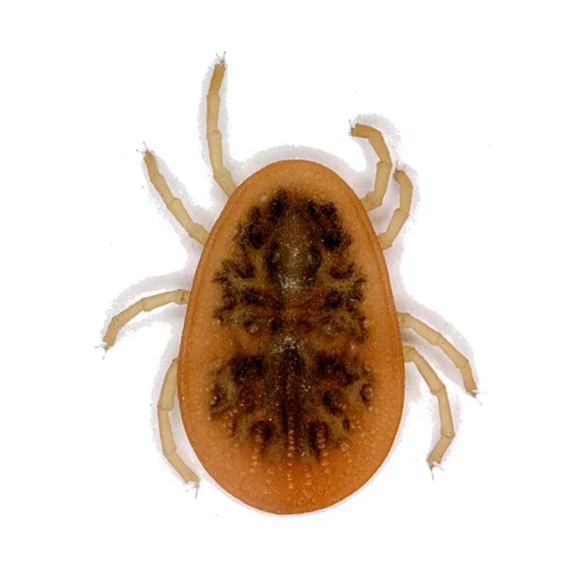 القراد اللين