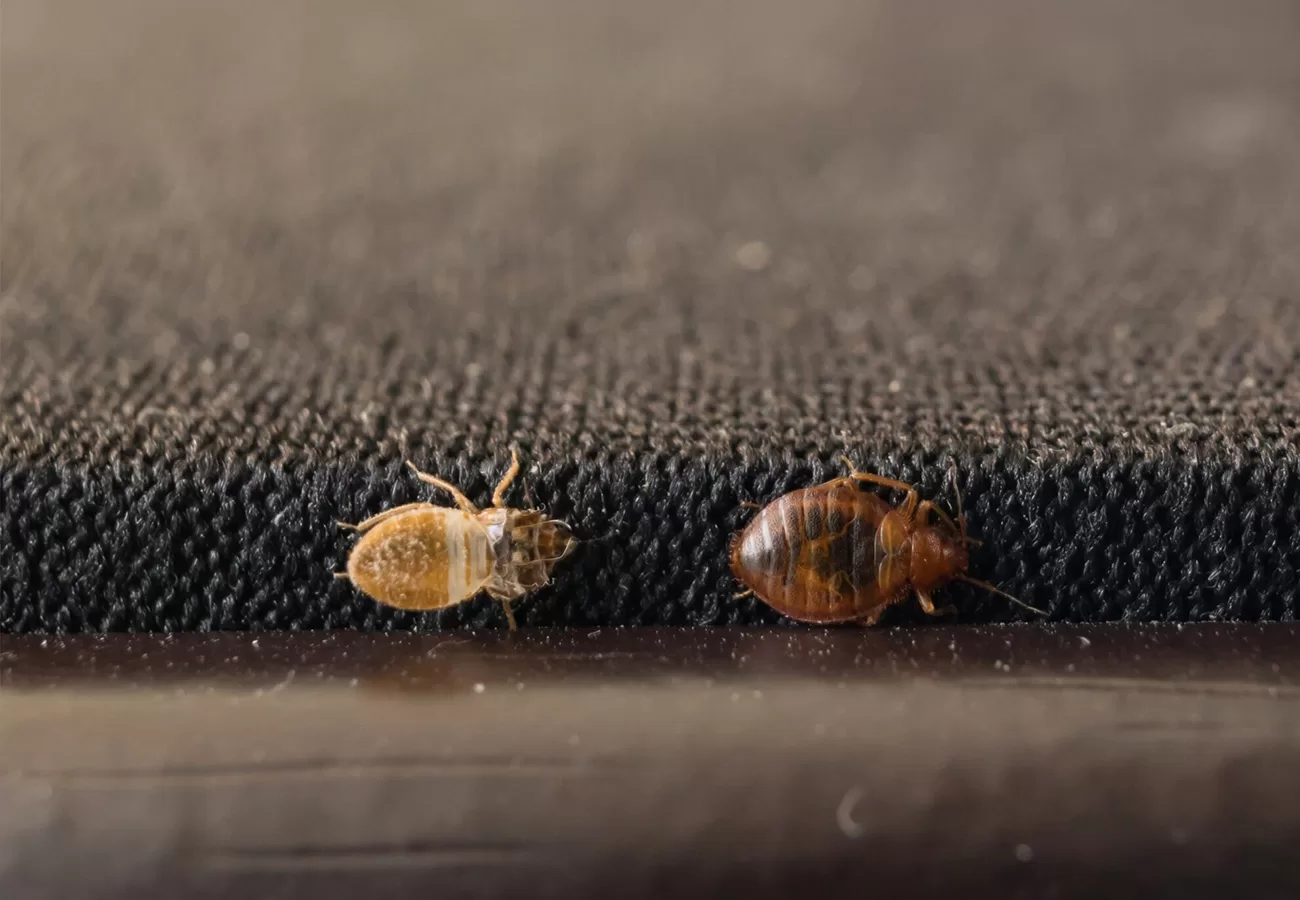 شكل حشرة البق الصغيرة