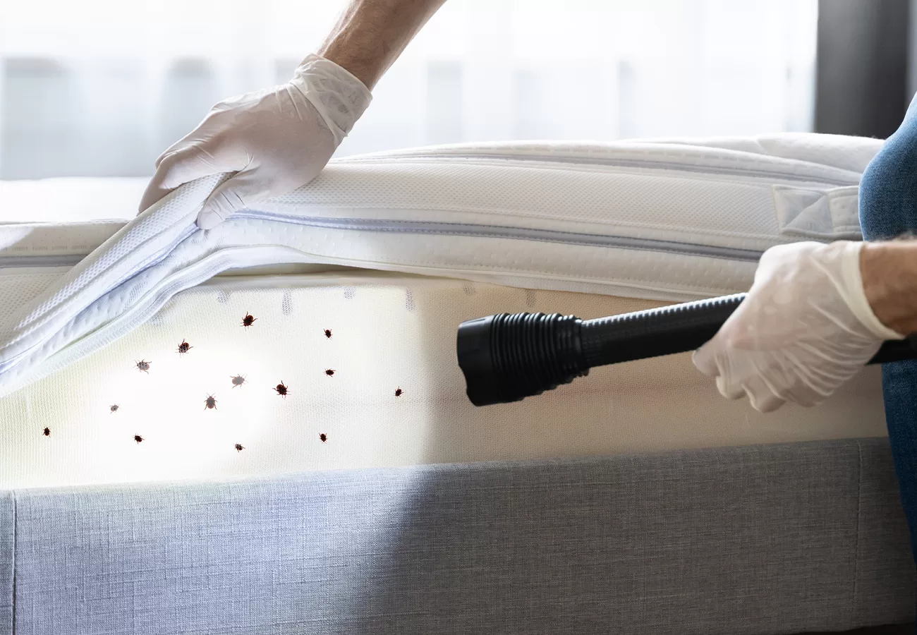 كيف اتاكد من وجود بق الفراش؟